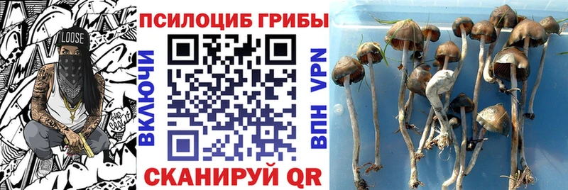 Псилоцибиновые грибы прущие грибы  цены наркотик  Тырныауз 